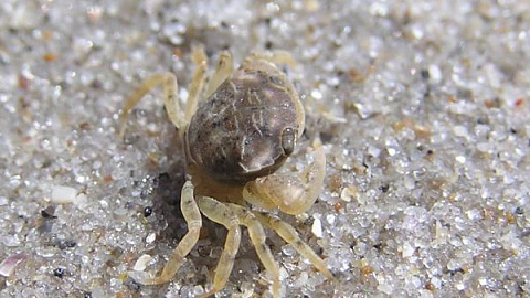 "It has lived in our region for almost 75 years”: Kant University biologist on crabs of the Baltic coast