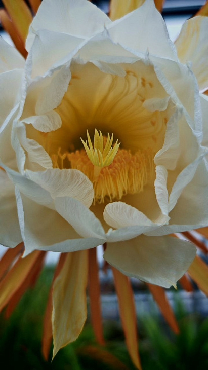 Rare Cactus Blooms for Single Night at IKBFU Botanical Garden  | Image 2