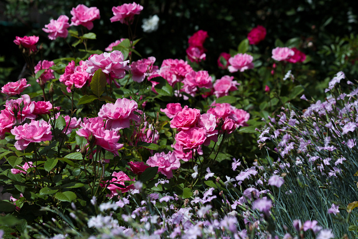 Roses and Catalpas Bloom in the Botanical Garden | Image 1