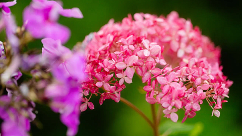 IKBFU Botanical Garden Welcomes Visitors to Enjoy Late Summer Blooms