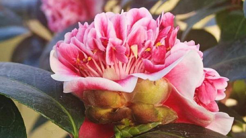How the Botanical Garden Plants Cope with the Coldest Winter Days and Nights: Camellias and Arbutus Bloom, the Spruce Broke Under the Frost