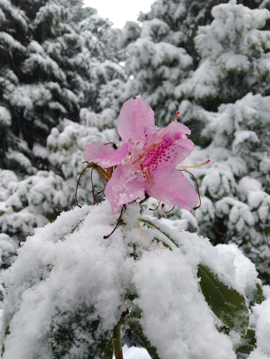 Winter Wonderland at the Botanical Garden | Image 2