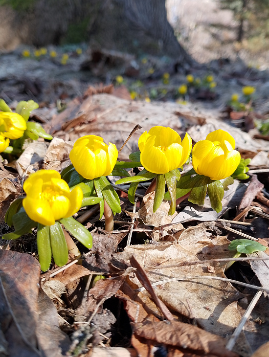 Spring in the IKBFU Botanical Garden — Photo Report | Image 8