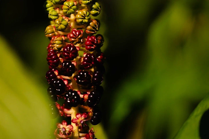 IKBFU Botanical Garden Welcomes Visitors to Enjoy Late Summer Blooms | Image 10
