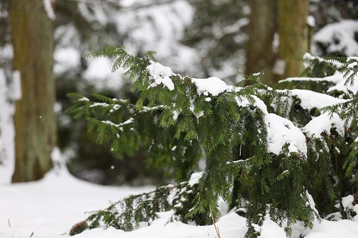 February Brings Heavy Snow to Botanical Garden | Image 11