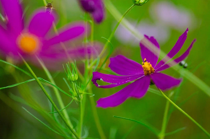 IKBFU Botanical Garden Welcomes Visitors to Enjoy Late Summer Blooms | Image 2
