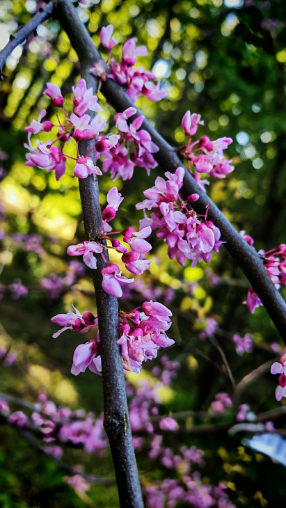 May Frosts in the Botanical Garden | Image 1