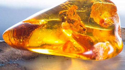 IKBFU Scientists Developed a New Method of Studying Amber