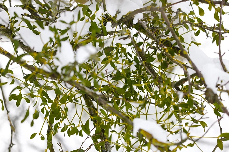 February Brings Heavy Snow to Botanical Garden | Image 14