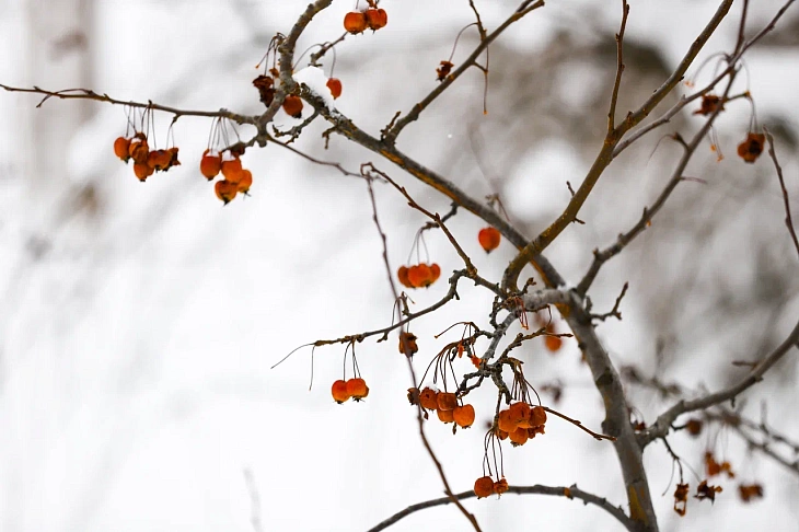 February Brings Heavy Snow to Botanical Garden | Image 2