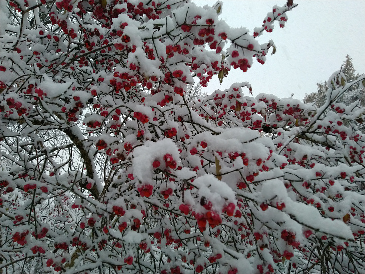 Winter Wonderland at the Botanical Garden | Image 4