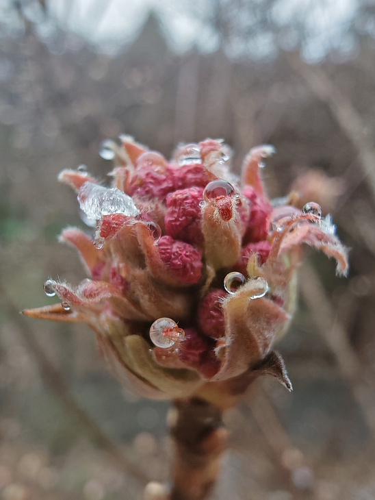 See Christmas Roses and Witch Hazel at the Botanical Garden | Image 4