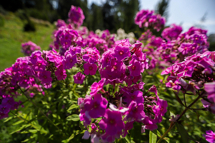 Magnolias Flower in the Botanical Garden Again | Image 5