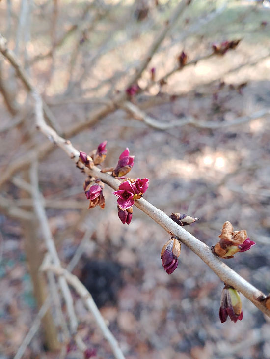 Spring in the IKBFU Botanical Garden — Photo Report | Image 1