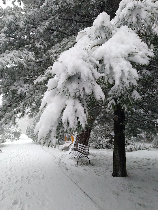 Winter Wonderland at the Botanical Garden | Image 9