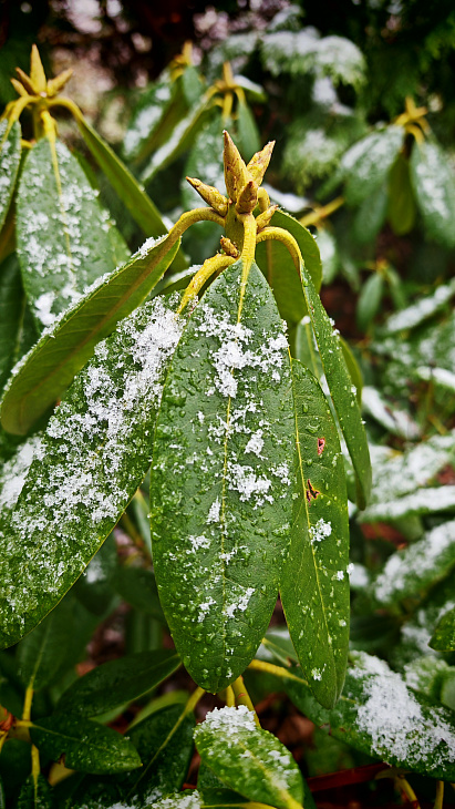 See Christmas Roses and Witch Hazel at the Botanical Garden | Image 3