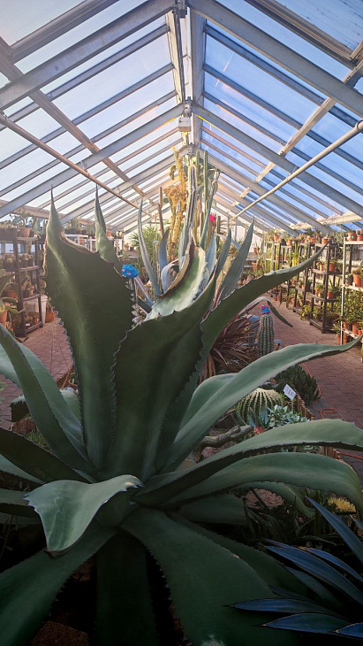 How the Botanical Garden Plants Cope with the Coldest Winter Days and Nights: Camellias and Arbutus Bloom, the Spruce Broke Under the Frost | Image 9