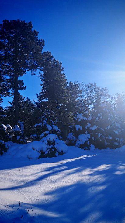 How the Botanical Garden Plants Cope with the Coldest Winter Days and Nights: Camellias and Arbutus Bloom, the Spruce Broke Under the Frost | Image 6