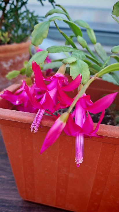 How the Botanical Garden Plants Cope with the Coldest Winter Days and Nights: Camellias and Arbutus Bloom, the Spruce Broke Under the Frost | Image 2