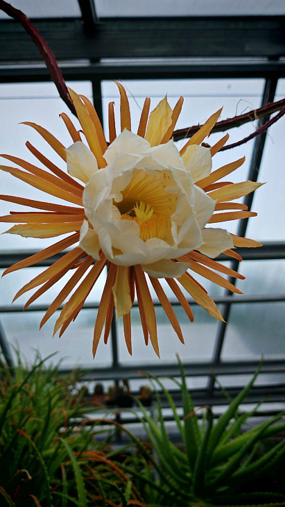 Rare Cactus Blooms for Single Night at IKBFU Botanical Garden  | Image 1