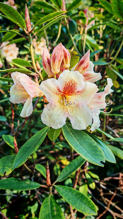 May Frosts in the Botanical Garden | Image 4