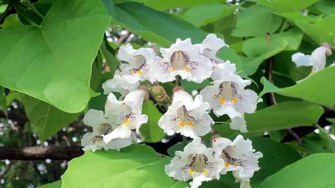 Roses and Catalpas Bloom in the Botanical Garden