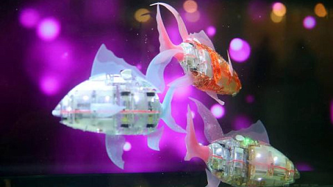 Russian Researchers Study Movements of Aquatic Creatures to Create Floating Robots 