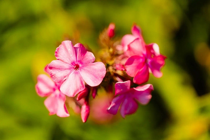 IKBFU Botanical Garden Welcomes Visitors to Enjoy Late Summer Blooms | Image 21
