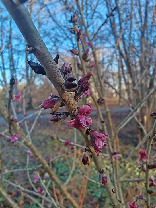 Early Flowering at the Botanical Garden | Image 4