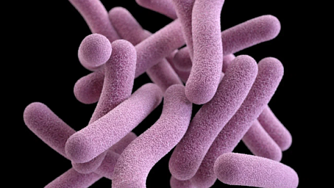 IKBFU Physicists Use Unique Method to Identify Antibiotic Resistant Tuberculosis Bacteria