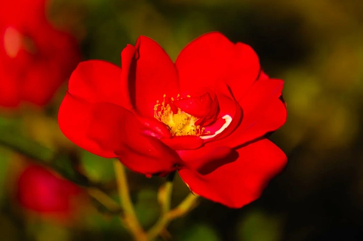 IKBFU Botanical Garden Welcomes Visitors to Enjoy Late Summer Blooms | Image 9