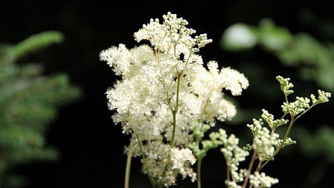 Scientists made new discoveries in the field of distribution of bioactive substances and antioxidant activity of meadowsweet