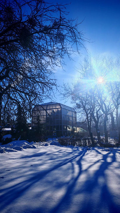 How the Botanical Garden Plants Cope with the Coldest Winter Days and Nights: Camellias and Arbutus Bloom, the Spruce Broke Under the Frost | Image 7