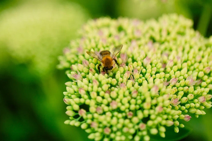 IKBFU Botanical Garden Welcomes Visitors to Enjoy Late Summer Blooms | Image 13