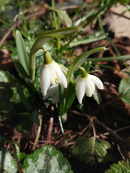 Spring in the IKBFU Botanical Garden — Photo Report | Image 3