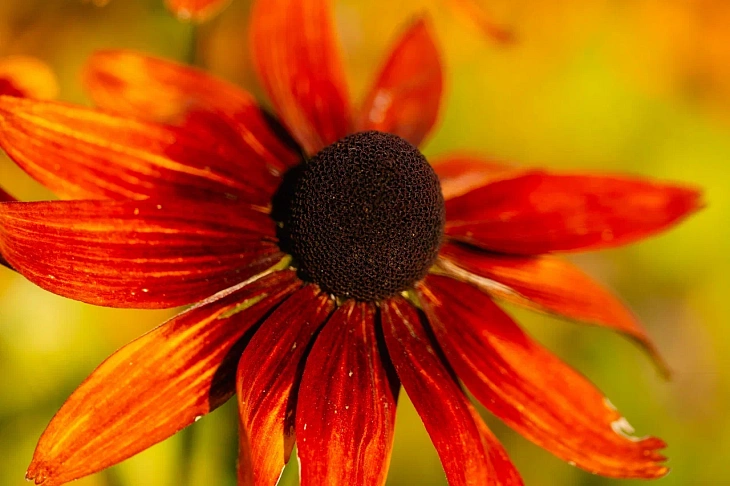 IKBFU Botanical Garden Welcomes Visitors to Enjoy Late Summer Blooms | Image 6