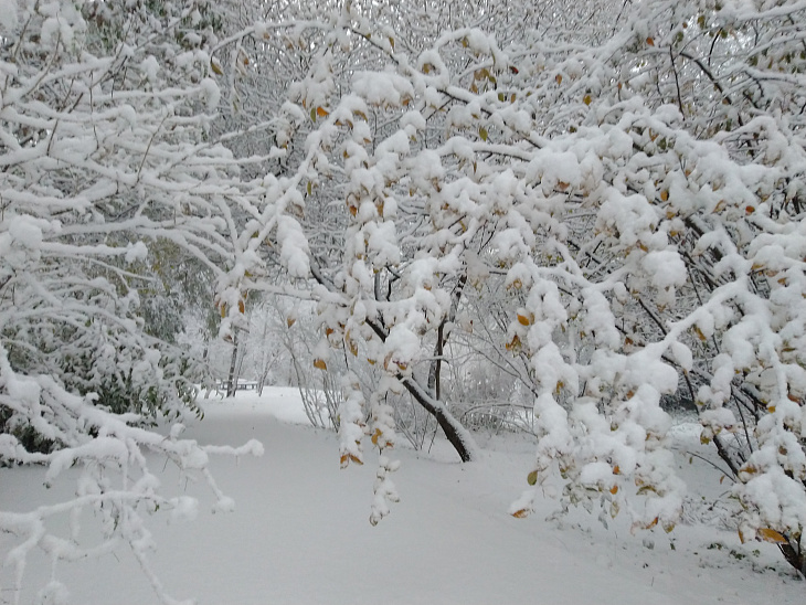 Winter Wonderland at the Botanical Garden | Image 5