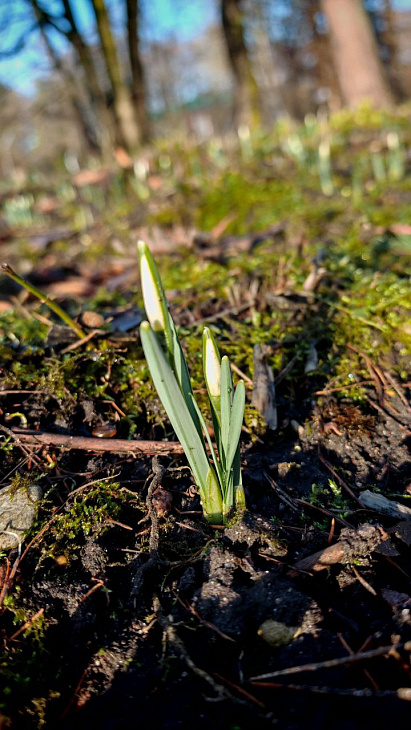 Early Flowering at the Botanical Garden | Image 2