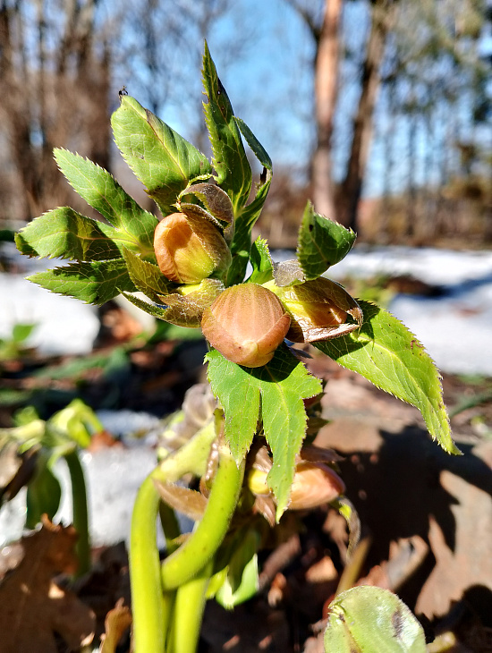 Spring in the IKBFU Botanical Garden — Photo Report | Image 6
