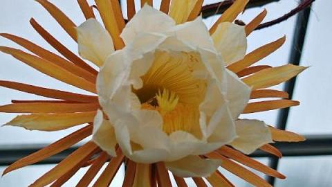 Rare Cactus Blooms for Single Night at IKBFU Botanical Garden 
