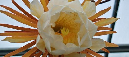 cactus origin Coryphantha Durangensis Seeds for Sale