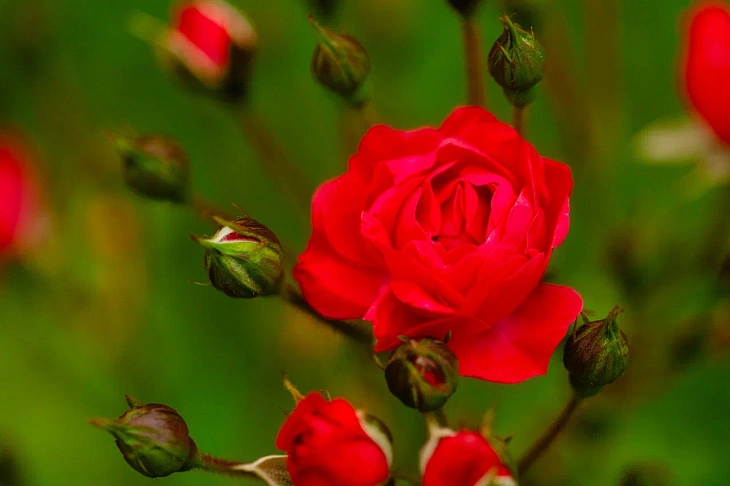 IKBFU Botanical Garden Welcomes Visitors to Enjoy Late Summer Blooms | Image 16