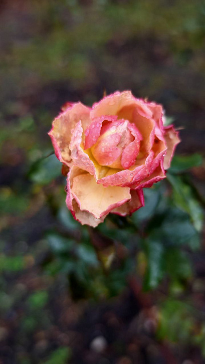 See Christmas Roses and Witch Hazel at the Botanical Garden | Image 7