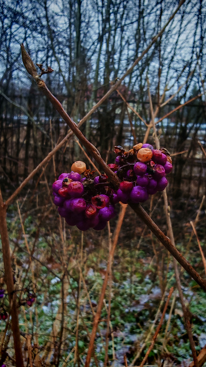 See Christmas Roses and Witch Hazel at the Botanical Garden | Image 1