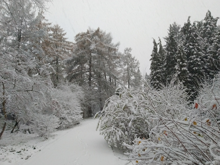 Winter Wonderland at the Botanical Garden | Image 6