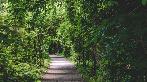 БФУ им. И. Канта вошел в топ-5 российских вузов экологического мирового рейтинга UI GreenMetric