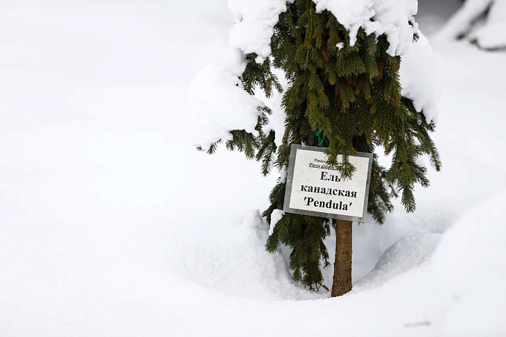 February Brings Heavy Snow to Botanical Garden | Image 4