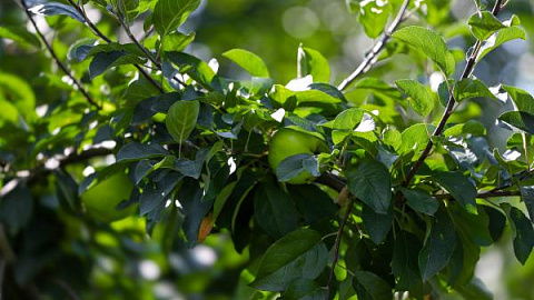 Слизни-европейцы: эксперт БФУ им.&nbsp;И.&nbsp;Канта развеяла страхи об&nbsp;опасности моллюсков