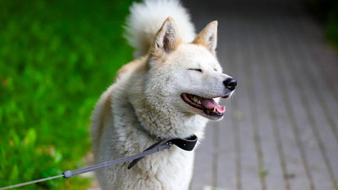 Stray Dog Finds a Forever Home at IKBFU Botanical Garden