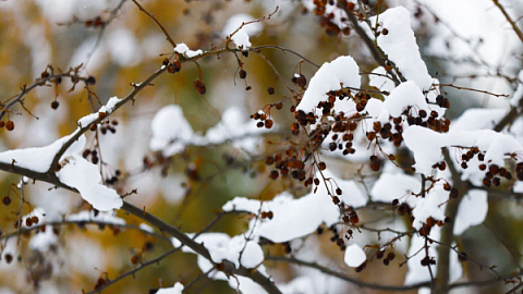 February Brings Heavy Snow to Botanical Garden